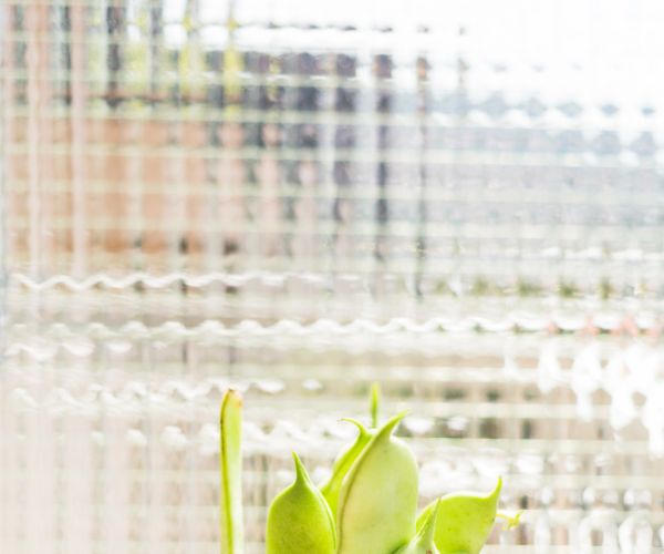 4mm Kosciuszko Decorative Glass
